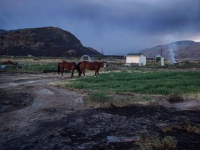 Kevin Boon, general manager of the B.C. Cattlemen's Association, says hundreds if not thousands of cattle were likely killed or injured by wildfires.