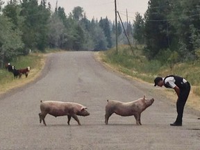 Government help may be on the way for farmers and ranchers hard hit by wildfires that have charred more than 8,450 square kilometres of timber, range and farmland in British Columbia. A RCMP police officer is shown with two pigs in this recent handout photo. Thousands of people have been displaced by wildfires in British Columbia, but the flames have also forced livestock left behind to flee beyond enclosures.