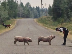 A RCMP police officer is shown with two pigs in this recent handout photo. Thousands of people have been displaced by wildfires in British Columbia, but the flames have also forced livestock left behind to flee beyond enclosures. RCMP Cpl. Janelle Shoihet says officers are patrolling communities and helping to guide livestock back to where they belong whenever possible.