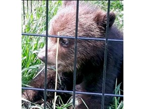 The Fur-Bearers is seeking a judicial review of a conservation officer's decision to shoot a young black bear cub last year near Dawson Creek.
