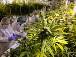 Production staff harvest marijuana plants inside the flowering room at United Greeneries in Duncan, B.C., on Friday, August 4, 2017. Harvest One Cannabis Inc.&#039;s grow facility is located on land owned by the Cowichan Tribes just outside Duncan, B.C. The company hopes to employ members of the First Nation once it completes a $9-million expansion, and the band is offering to pay for training courses to get prospective workers up to speed. THE CANADIAN PRESS/Chad Hipolito
