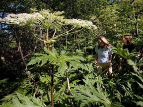 Conservation Lands Planner Victoria Maines, left, and Natural Heritage Ecologist Charlotte Cox walk through a patch of giant hogweed in Terra Cotta, Ont. on July 20, 2009. It can cause third degree burns and even permanent blindness - and it&#039;s spreading. Giant hogweed is cutting a wider swath in B.C. and Ontario, and the Nature Conservancy of Canada is urging people across the country to document sightings of the towering green plant with large umbels of white flowers and a clear sap. THE CANADI