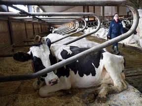 Dairy cows rest at a farm in Eastern Ontario on Wednesday, April 19, 2017. Lobby groups for the meat and dairy sectors are up in arms over indications that Canada&#039;s next food guide could discourage the consumption of beef, butter and cheese. THE CANADIAN PRESS/Sean Kilpatrick