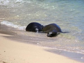 FILE - This Aug. 8, 2017 file photo shows a Hawaiian monk seal pup, left, and her mother resting on a Waikiki beach in Honolulu. The pup, which has been named Kaimana, has been left by his mother. That has led officials to believe the pup was weaned and could be relocated in a few days. State Department of Land and Natural Resources Dan Dennison says the mother&#039;s departure may mean the pup is weaned &ampquot;but it&#039;s too soon to know for sure.&ampquot; (AP Photo/Audrey McAvoy, File)