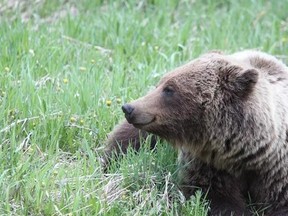 A grizzly bear is seen in this undated handout photo. Scientists say conflict between grizzly bears and people in southwestern Alberta is growing. THE CANADIAN PRESS/HO, Mark Boyce *MANDATORY CREDIT*