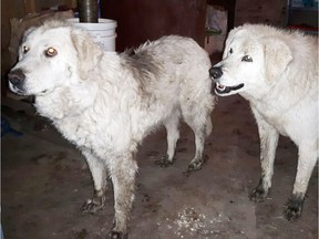 A Mareemma livestock guardian dog named Sophie (left) and Tad, were left behind to protect their flock from predators while sheep farmers Lorne and Lynn Landry were forced to evacuate for 20 days because of the wildfires.