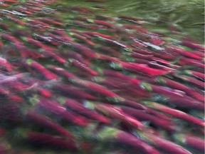 Sockeye salmon in B.C.