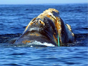 This file photo taken on June 19, 2001, by the U.S. National Oceanic and Atmospheric Administration shows an endangered North Atlantic right whale entangled in heavy plastic fishing link (green line) off Cape Cod, Mass.