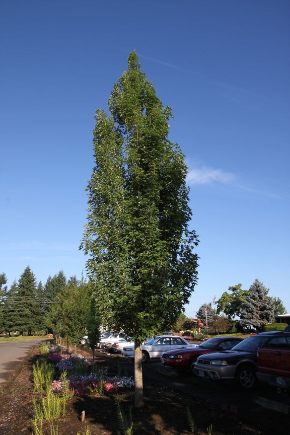 Brian Minter: Shade trees a vital part of urban forest | Vancouver Sun