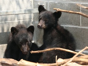 FILE PHOTO Black bear cubs Athena and Jordan look on in their enclosure at the North Island Wildlife Recovery Association, Wednesday, July 8, 2015, in Errington, British Columbia. The bears were orphaned when their mother was killed for breaking into a meat freezer at a mobile home in Port Hardy. British Columbia Conservation Officer Bryce Casavant was suspended after he reportedly refused an order to euthanize the eight-week-old cubs.
