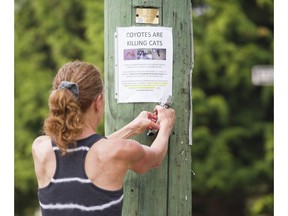 Judith Webster puts up posters in her East Vancouver neighbourhood on Wednesday warning of coyotes killing cats.