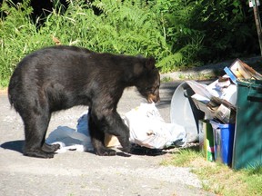 FILE PHOTO The number of bear-related calls has nearly doubled in B.C. this year compared to the previous years. The City of Coquitlam is stepping up bear enforcement, urging residents to secure their garbage and not take them outside until collection day.