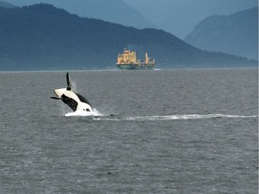 The Port of Vancouver is asking ships this summer to slow their speeds through Haro Strait to reduce noise levels impacting endangered southern resident killer whales. Photographed in the Strait of Georgia, this is believed to be Orca J28.