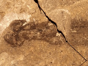 Researchers at the Royal Ontario Museum and Yale University have discovered the fossil of a spiky-headed worm that they believe would have struck fear in the hearts of other creatures swimming in ancient seas. The fossil Capinatator praetermissus, which was discovered in the Collins Quarry on Mt. Stephen, Yoho National Park, B.C., is seen in this undated handout image.
