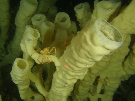 ID: White tubular glass sponge shelters marine life