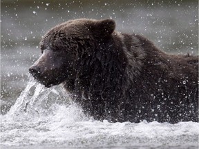 A grizzly bear fishes along a river in B.C.