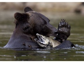 A grizzly bear is seen fishing for a salmon along the Atnarko river in Tweedsmuir Provincial Park near Bella Coola, B.C. Saturday, Sept 11, 2010.