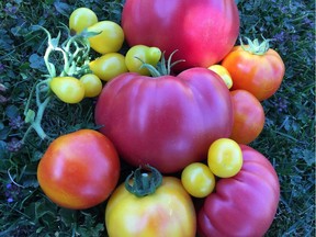 Pink Brandywine, Yellow Pear and Tye Dye tomatoes in their prime.