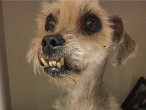 Hogarth, a seven-year-old shih tzu in the care of the B.C. SPCA in Victoria, was so badly matted when he arrived his front leg had necrotized, and his teeth were so badly diseased he couldn't eat properly and was underweight. [PNG Merlin Archive]
B.C. SPCA, PNG