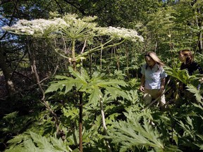 Giant hogweed can cause third-degree burns if the sap is exposed to sunlight, and the invasive plant is spreading across Canada.