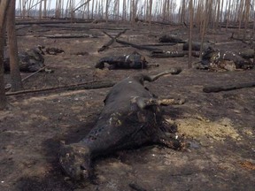 The death of wild horses in the Chilcotin is the most dramatic evidence to date of the impact of this summer's wildfires on wildlife.