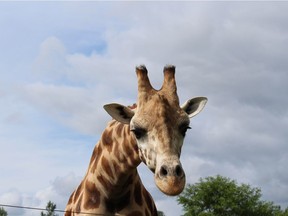 Animals at the Greater Vancouver Zoo are being monitored for breathing problems as part of their routine daily checks.