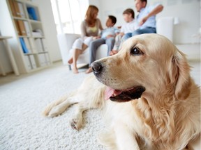 A UNICEF study has found children report getting great emotional comfort from pets.