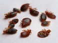 VANCOUVER, B.C. – Bed bugs, such as those pictured, are common in rental suites.