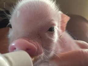 Little Garth, the 10-day old Piglet has some milk.