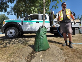 Roger Panzetta of the Vancouver Park Board waters young trees, which are potentially vulnerable to the parched summer we are having, at McSpadden Park in Vancouver on Monday.