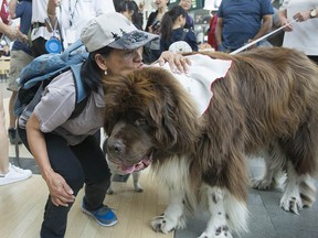 Travellers flock to greet St. John Ambulance therapy dog Norman at Vancouver International Airport.