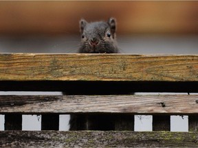 A mischievous squirrel peeks over a fence at Shannon Mews which is situated along Granville street and 57th ave