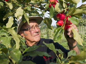 Jim Rahe, with Dolgo crab apples, in Annie's Orchard at Langley on Aug. 10. He is one of the few B.C. apple growers growing heritage and old-apple varieties.