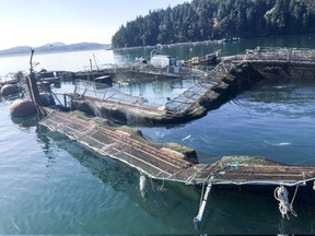 Critics of open-net fish farms say the escape of 305,000 Atlantic salmon in Washington state should spur Canada to support a transition to land-based aquaculture. The damaged Cooke Aquaculture net pen near Cypress Island in Washington state.