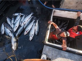 Allen Cooke, left, and Nathan Cultee emerge from the hold of the Marathon after having separated out the 16 farm-raised Atlantic salmon they caught fishing off Point Williams, Wash., on Tuesday, Aug. 22, 2017. Two boats sailed into Home Port Seafoods in Bellingham with several of the farm-raised Atlantic salmon that escaped from their nets Monday.