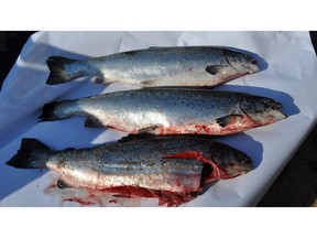 Three specimens of Atlantic salmon fished from the waters off Sechelt on Monday by members of the shíshálh Nation. The salmon are believed to be among the fish which escaped from the collapsed Cooke Aquaculture fish farm in Washington State.