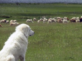 A Maremma livestock guardian dog named Sophie watches over the sheep on Lorne and Lynn Landry's ranch on Tad Lake near 100 Mile House. Sophie and another Maremma, Tad, were left behind to protect their flock from predators while the Landrys were forced to evacuate for 20 days because of a wildfire.