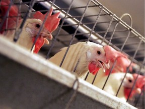 FILE PHOTO - Chickens huddle in their cages at an egg processing plant at the Dwight Bell Farm in Atwater, Calif.