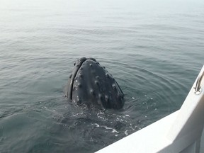 Peter Hamilton of the environmental group Lifeforce captured a close encounter with a curious humpback whale off Cortes Island in the Strait of Georgia.