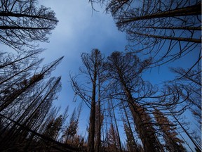 Trees burned by a wildfire near Williams Lake.