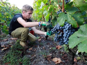 Marquis Wine Cellars at 1034 Davie St., Vancouver, is offering a first look to taste and buy wines from the highly touted 2014 Bordeaux vintage.