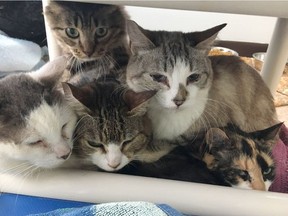 Five of 56 cats found living in crowded, smelly conditions in Victoria. The B.C. SPCA's Victoria branch is now providing medical care for the rescued cats, which were found covered in their own feces and urine.