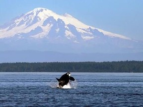 FILE - In this July 31, 2015, file photo, an orca whale breaches in view of Mount Baker, some 60 miles distant, in the Salish Sea in the San Juan Islands, Wash. Ships passing the narrow busy channel off Washington&#039;s San Juan Islands are slowing down this summer as part of an experiment to protect the small endangered population of southern resident killer whales. Vessel noise can interfere with the killer whales&#039; ability to hunt, navigate and communicate with each other, so US researchers are lo