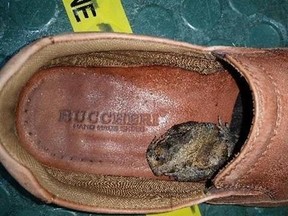 In this undated photo provided by Australia&#039;s Department of Agriculture and Water Resources, a black-spined toad is seen inside a shoe of a passenger from Indonesia, in Cairns, northeast Australia. Australian quarantine authorities on Thursday, May 11, 2017, urged travelers through Asia to avoid bringing in hitchhiking amphibians after a passenger arrived at an airport with a dead Indonesian toad in his shoe. (Australia&#039;s Department of Agriculture and Water Resources via AP)