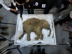 The carcass of the world's most well-preserved baby mammoth, named Lyuba, displayed in Hong Kong