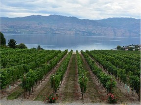 Wineries in the Okanagan are reasonably confident the wildfire smoke hasn't tainted their grapes, but won't know for certain until the wine is made.