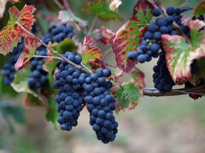 FRANCE-AGRICULTURE-VITICULTURE-WINE-BURGUNDY-HARVEST

A grape variety of Pinot Noir is pictured in a vineyard during the grape harvest at the Gevrey-Chambertin Burgundy wine estate "Domaine Gallois" on September 11, 2017 in Gevrey-Chambertin.  / AFP PHOTO / ERIC FEFERBERGERIC FEFERBERG/AFP/Getty Images ORG XMIT: 5300
ERIC FEFERBERG, AFP/Getty Images