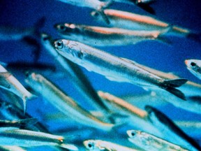 California anchovy may actually thrive in the future, taking advantage of changing conditions and exploiting available resources, especially where other species are suffering.