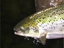 An Atlantic salmon caught by Surrey sport angler Adam de Bosch Kemper Saturday, Aug. 26, 2017, before it broke free from the net he was using to fish for surf smelt off a White Rock beach. It is believed to be from the Cooke Aquaculture that suffered damage in early August releasing thousands of fish into the environment. 
