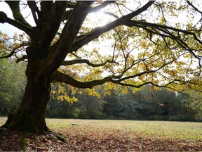 A big-leaf maple in autumn at Redwood Park in Surrey.